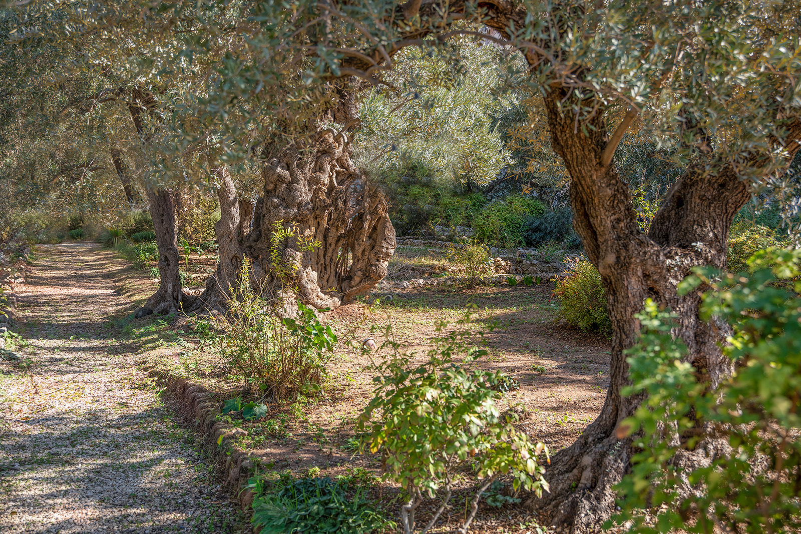 Garden of Gethsemane