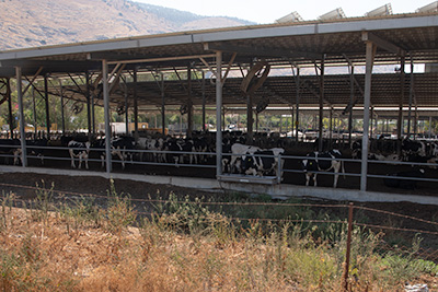 Beth Alpha Dairy